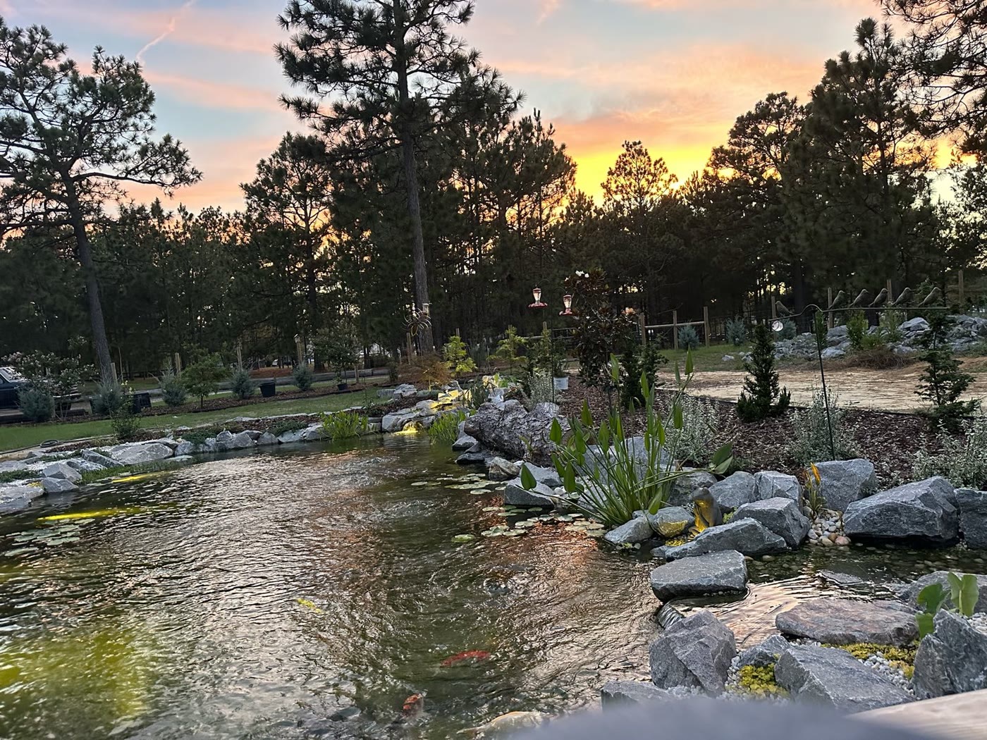 Pond at golden hour with stone work and plantings